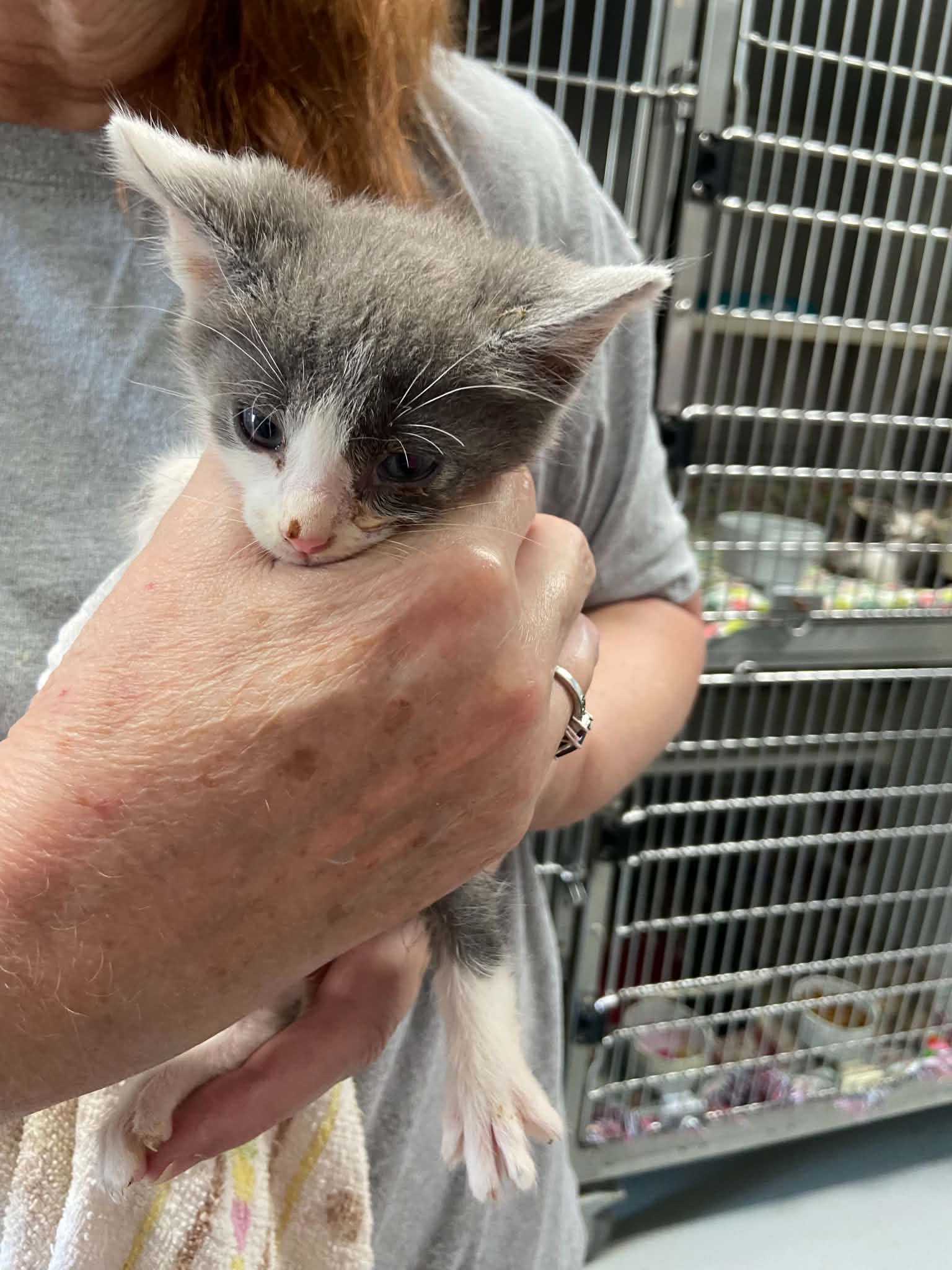 Clyde - At Shelter - Domestic Short Hair