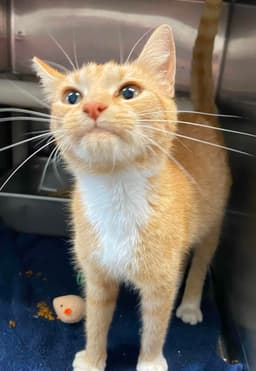 Miss Roady - At Shelter image 1