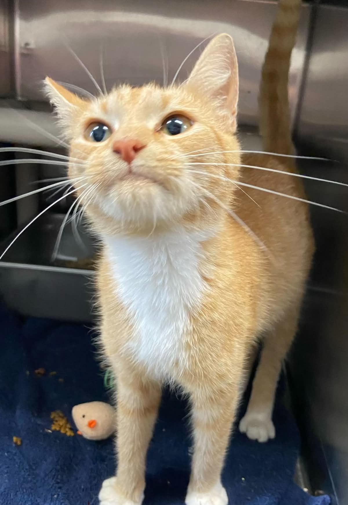 Miss Roady - At Shelter - Domestic Short Hair