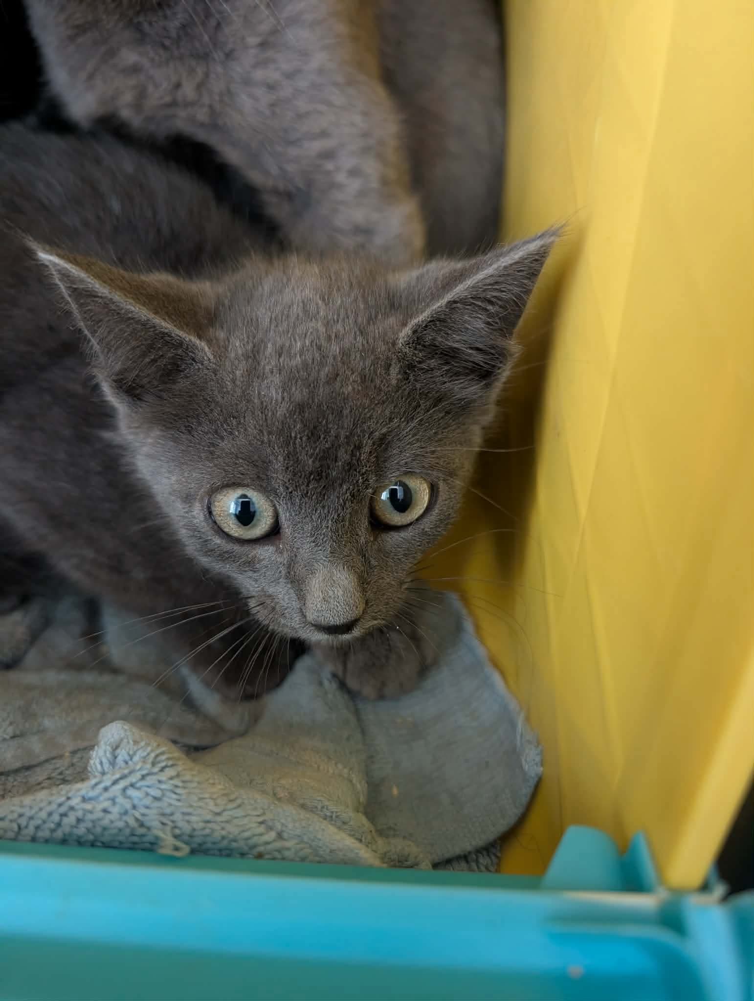 Beauregard - At Shelter - Domestic Short Hair