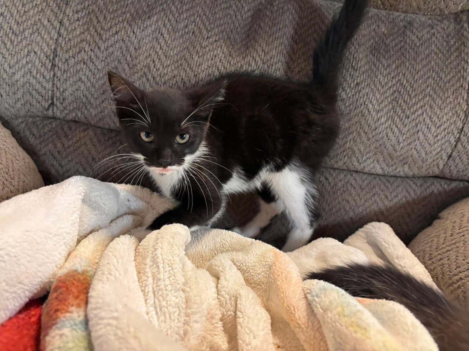 Howler - Not At Shelter Available - Domestic Short Hair