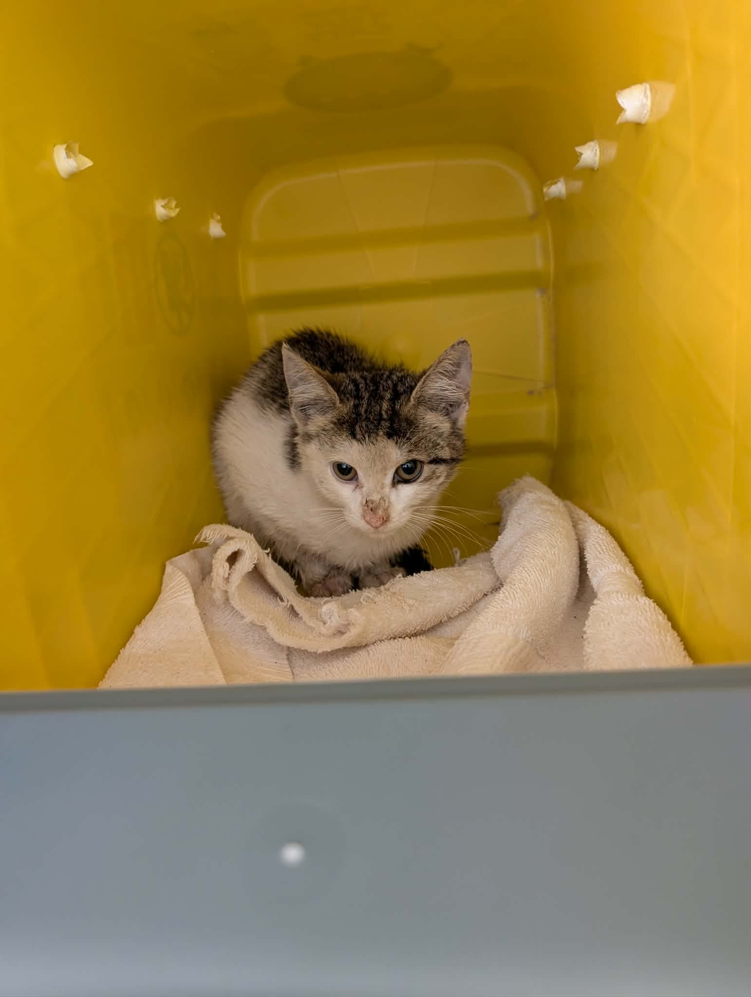 Smirnoff - At Shelter - Domestic Short Hair