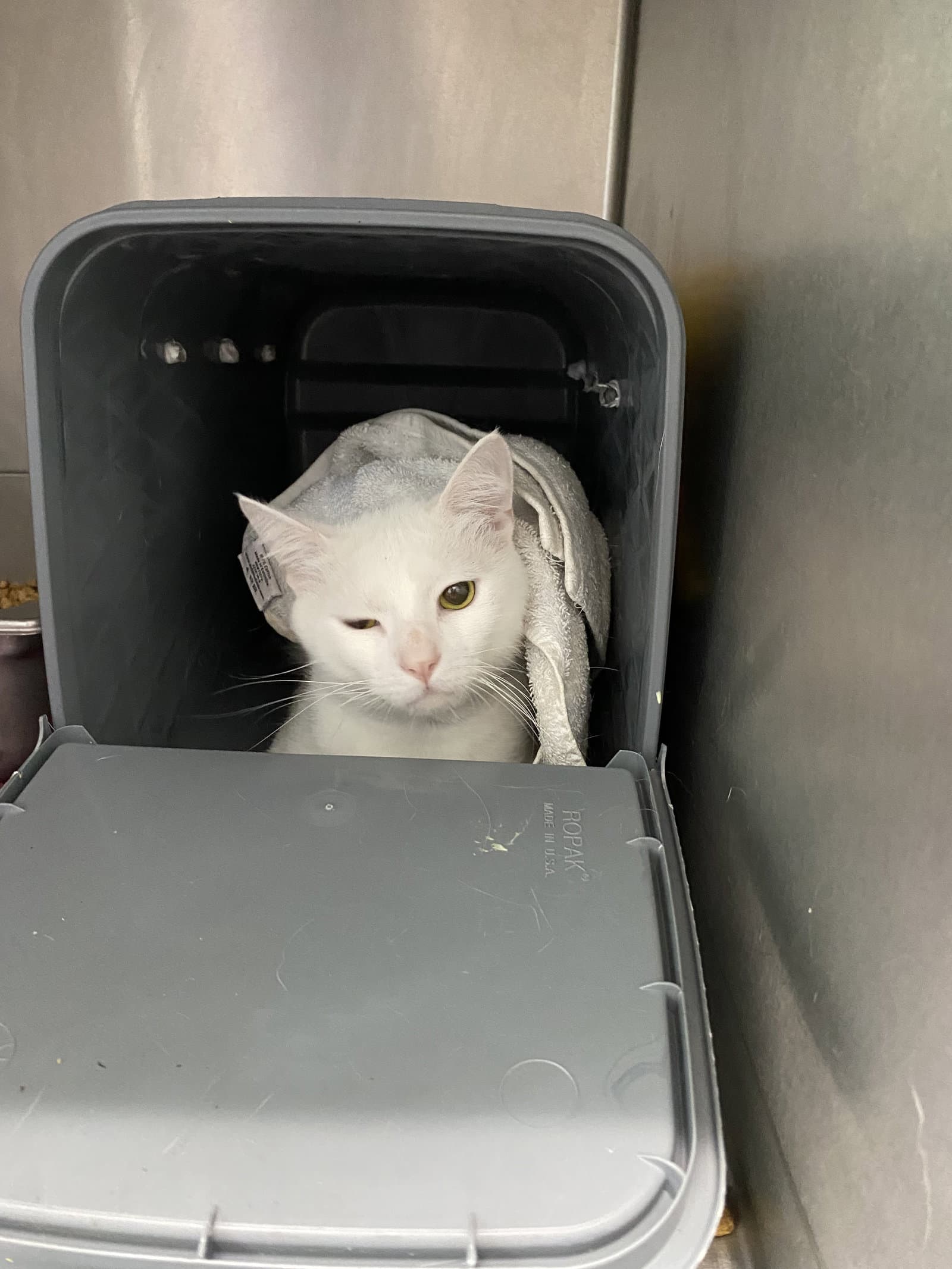 Luffy - At Shelter - Domestic Short Hair