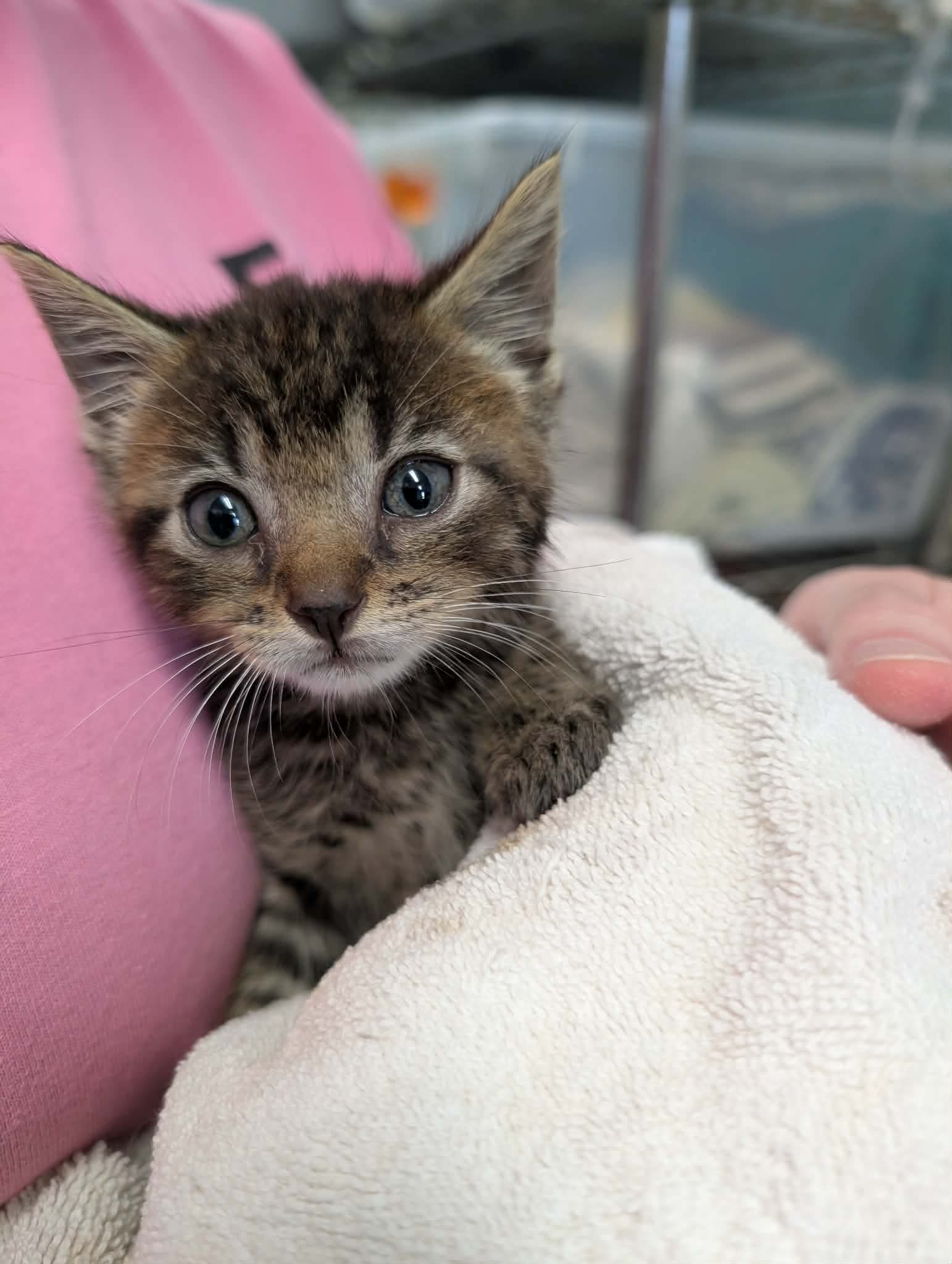 Mr Pibb - At Shelter - Domestic Short Hair