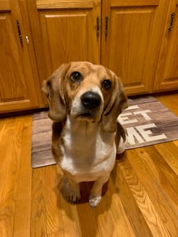 Cash My Home To Yours Not At The Shelter image 1