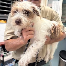 Mcghee - At Shelter Available image 1