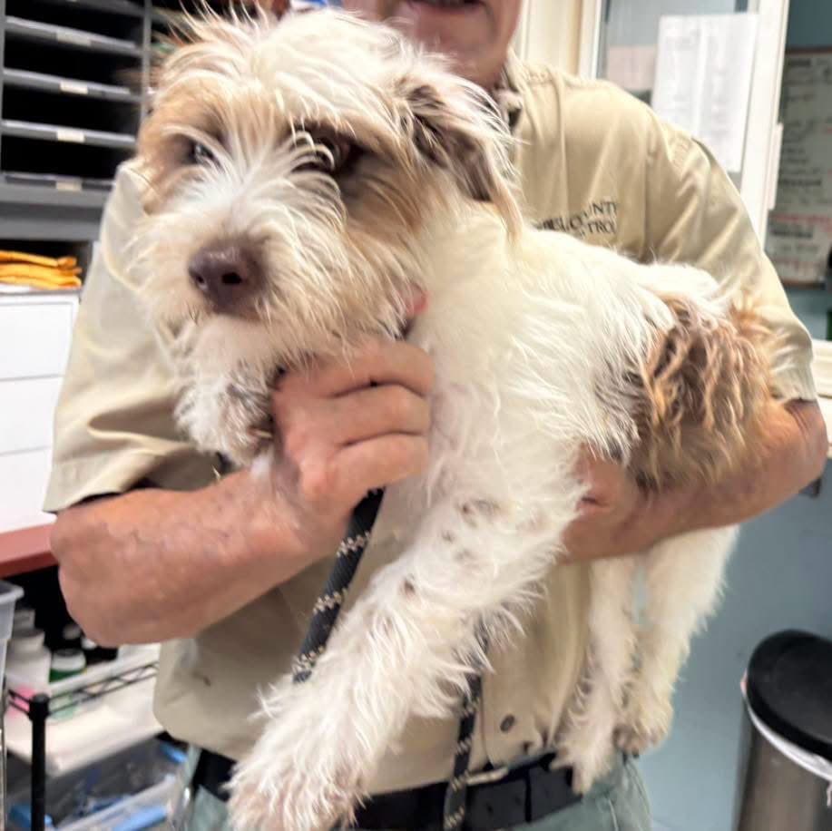 Mcghee - At Shelter Available - Poodle (unknown type)