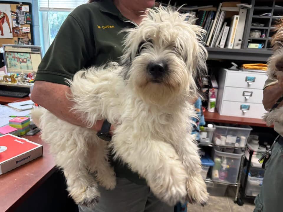 Gibbs - At Shelter Available - Shih Tzu