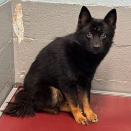 Dolly - At Shelter Available image 1