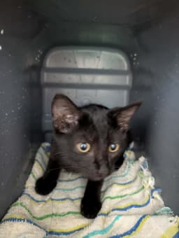 Buttons - At Shelter image 1