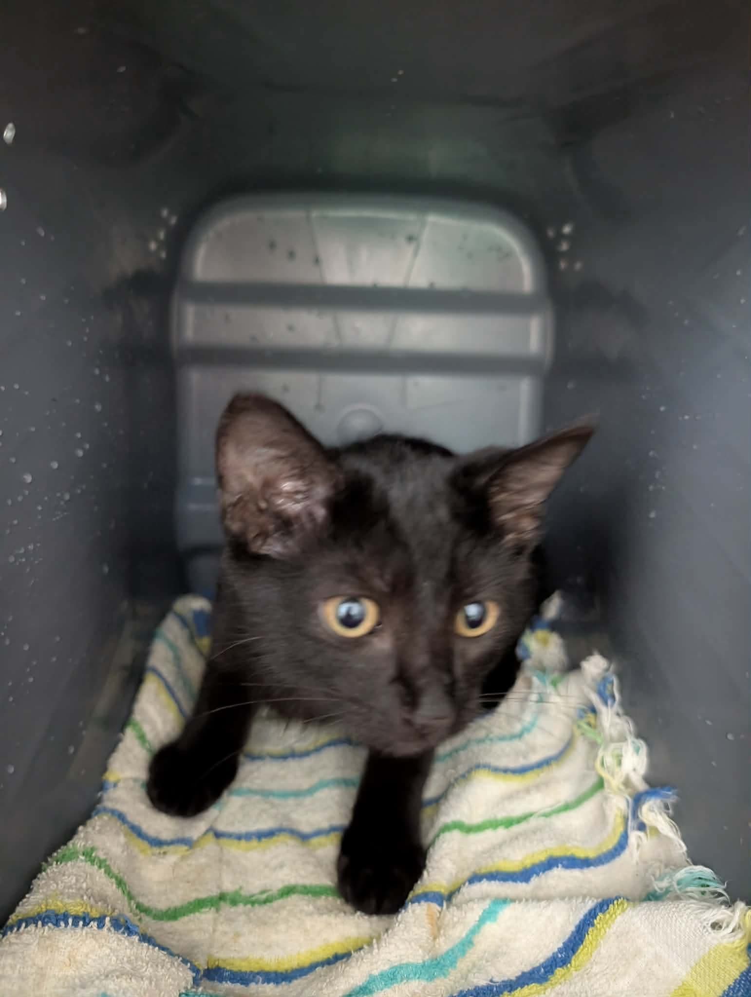 Buttons - At Shelter