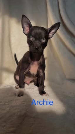 Archie Not At Shelter Suzanna image 1
