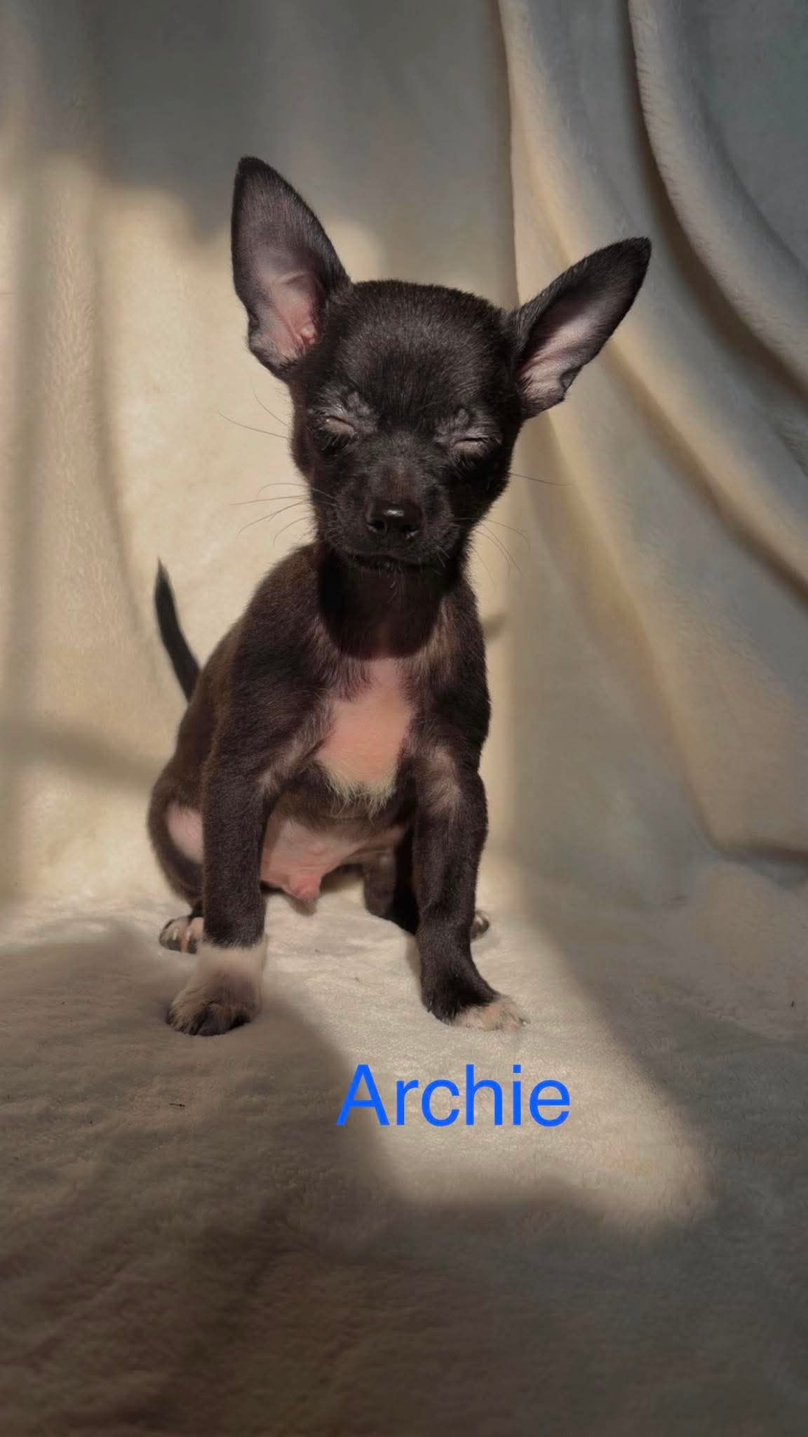 Archie Not At Shelter Suzanna - Chihuahua