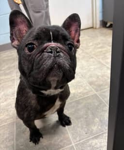 Aron - At Shelter image 1