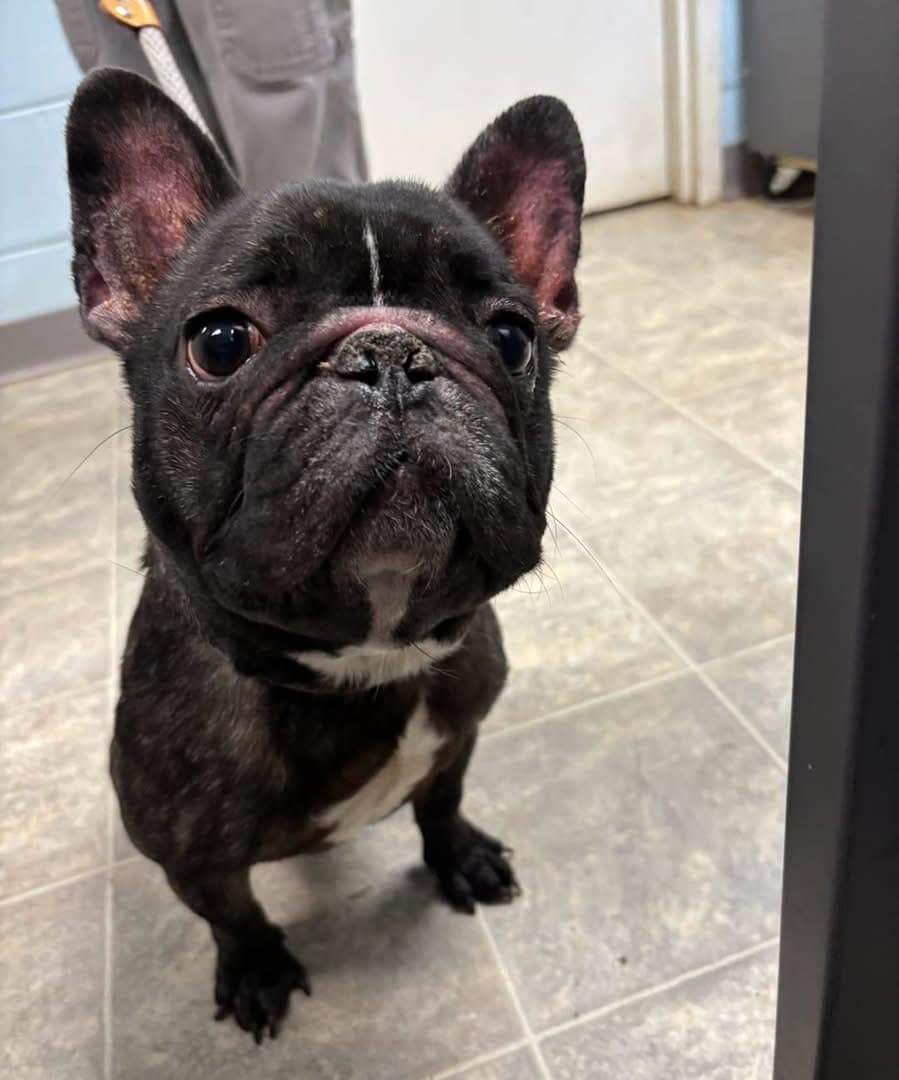 Aron - At Shelter - French Bulldog