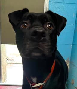 Esjay - At Shelter image 1