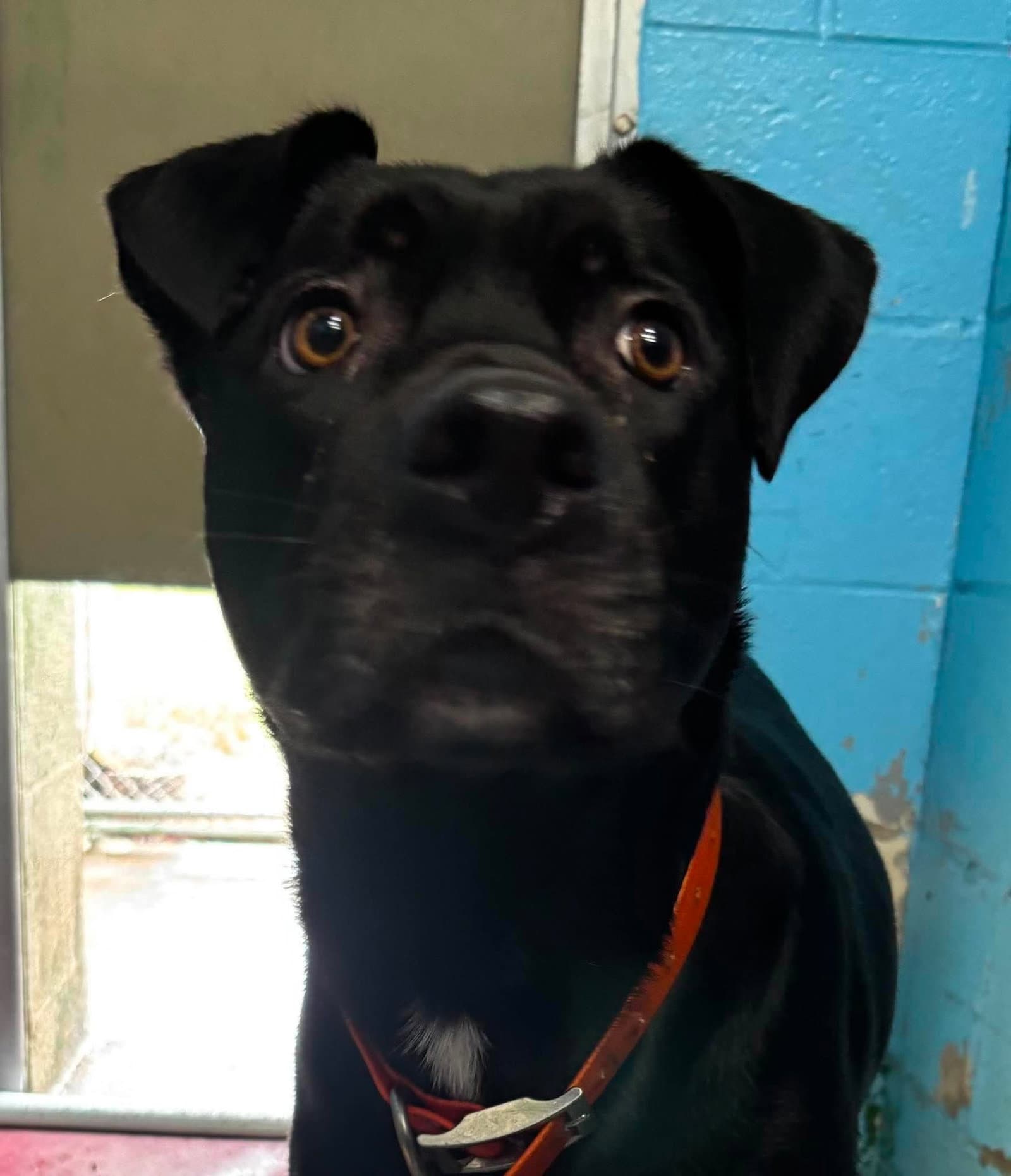 Esjay - At Shelter - Black Labrador Retriever