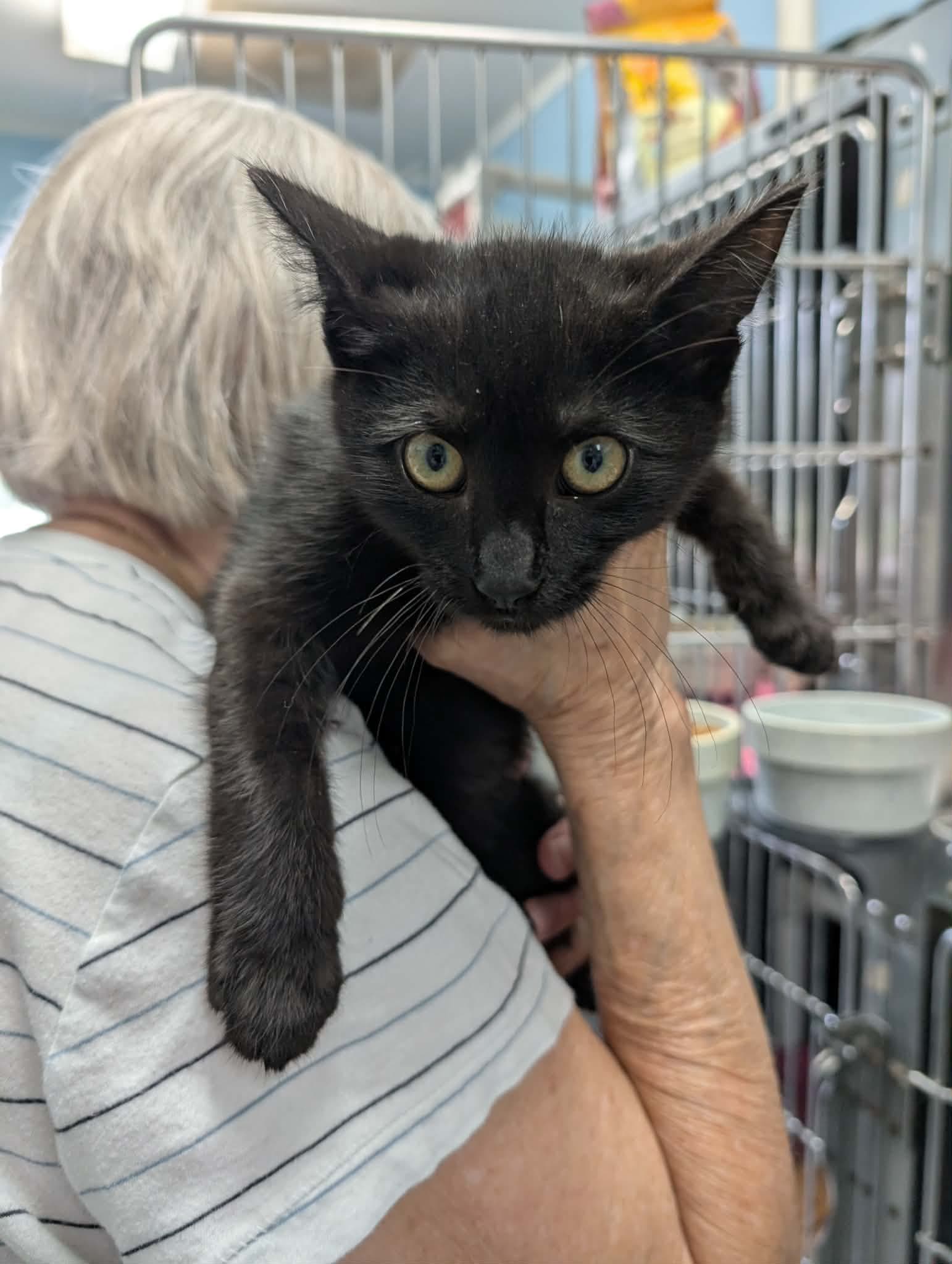 Donovan - At Shelter - Domestic Short Hair