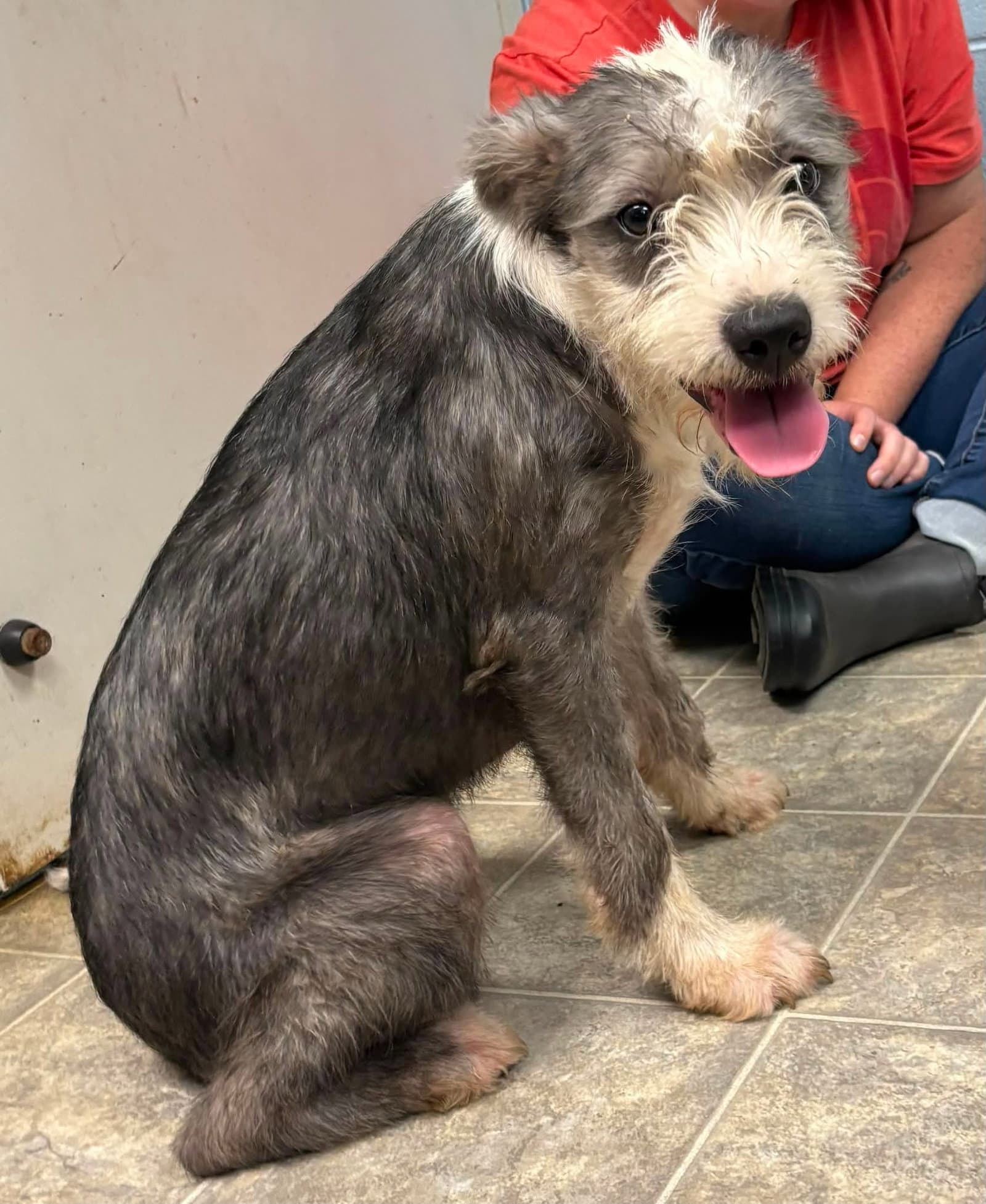 Althea - At Shelter - Old English Sheepdog