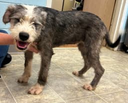 Althea - At Shelter image 2
