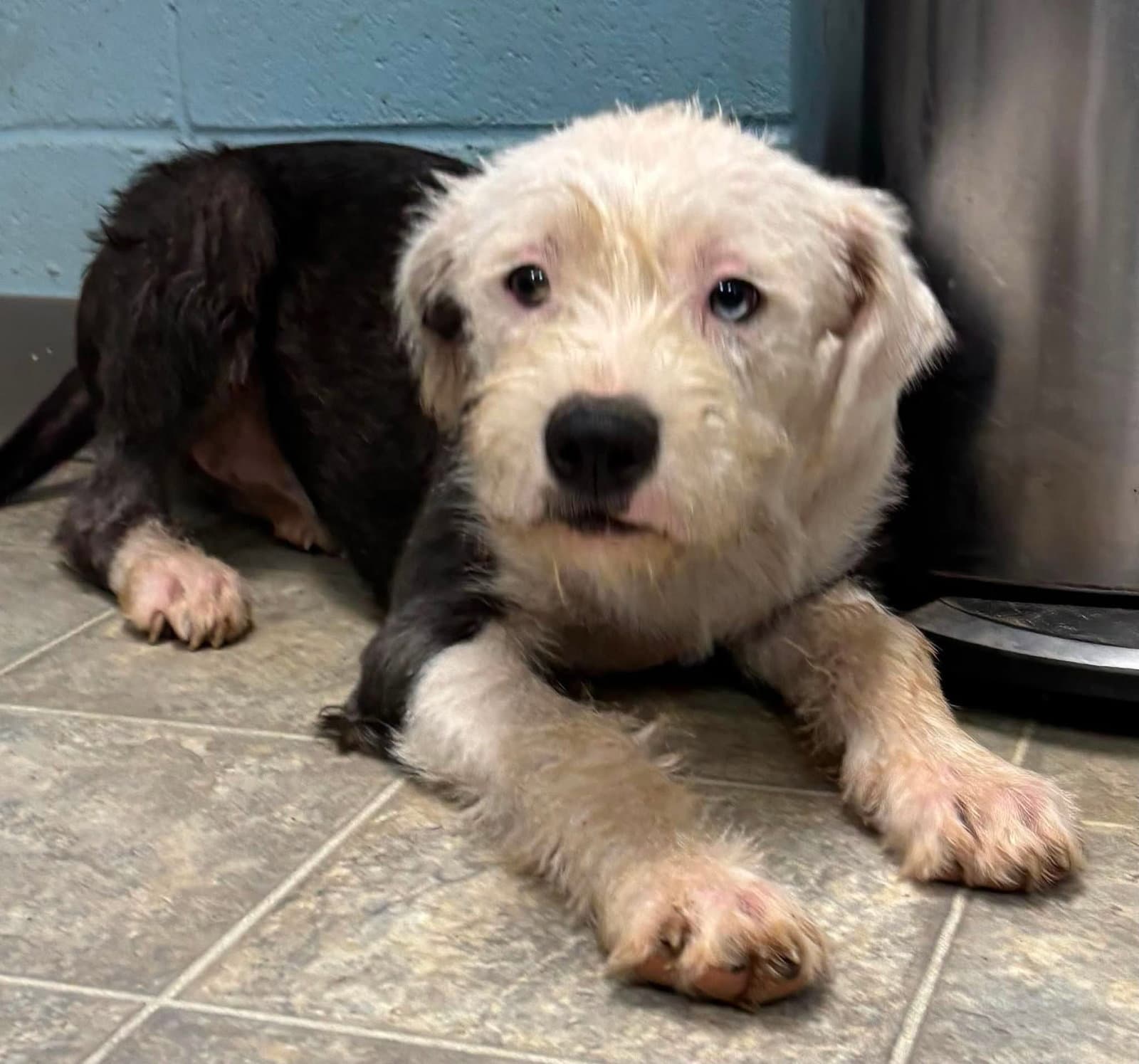 Cordelia - At Shelter - Old English Sheepdog