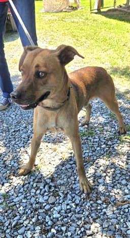 Brownie - At Shelter image 1