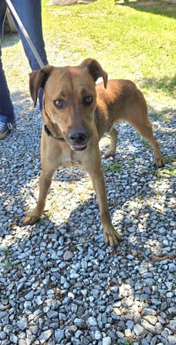 Brownie - At Shelter image 2
