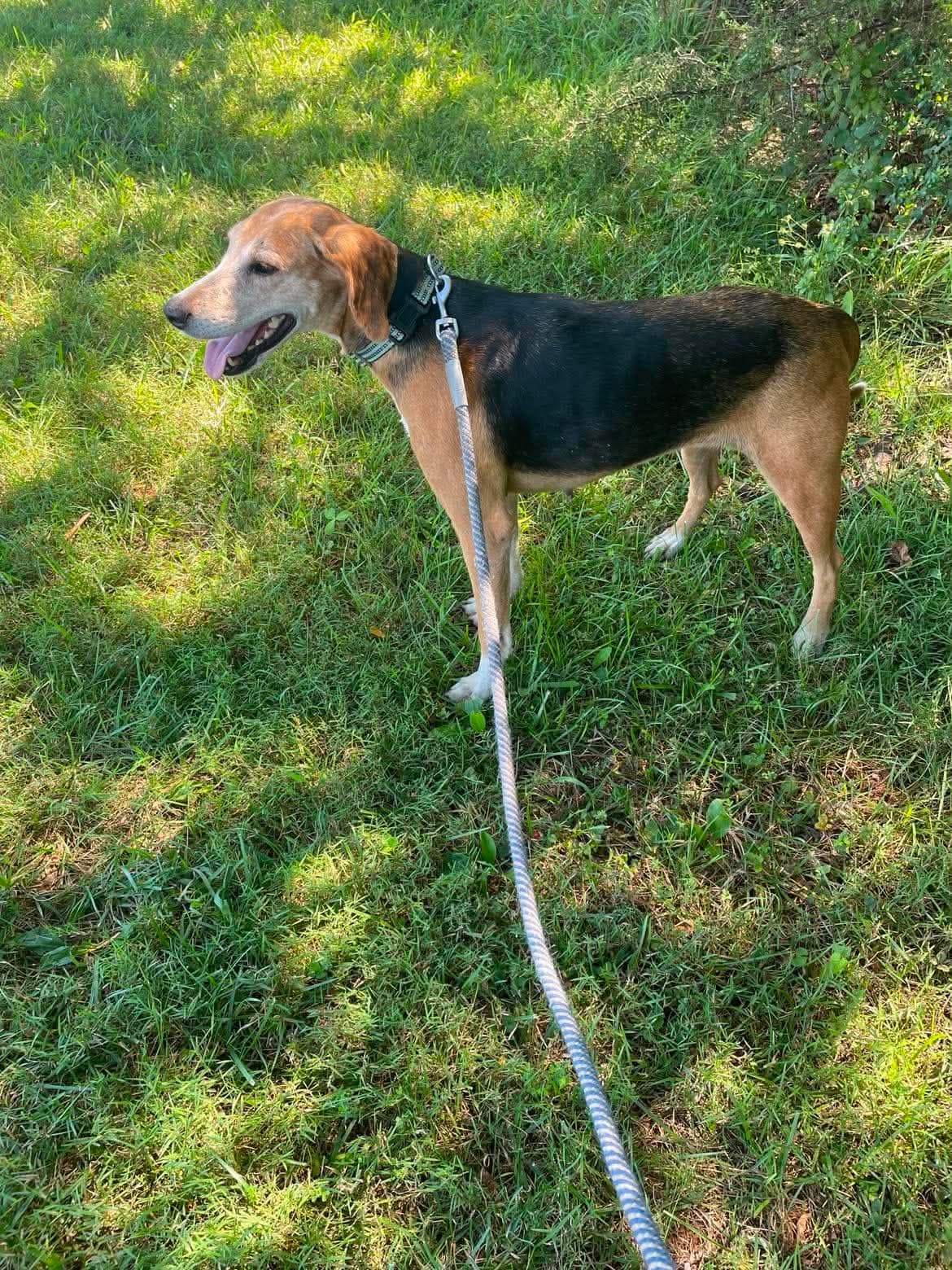 Saber - At Shelter Available - Hound