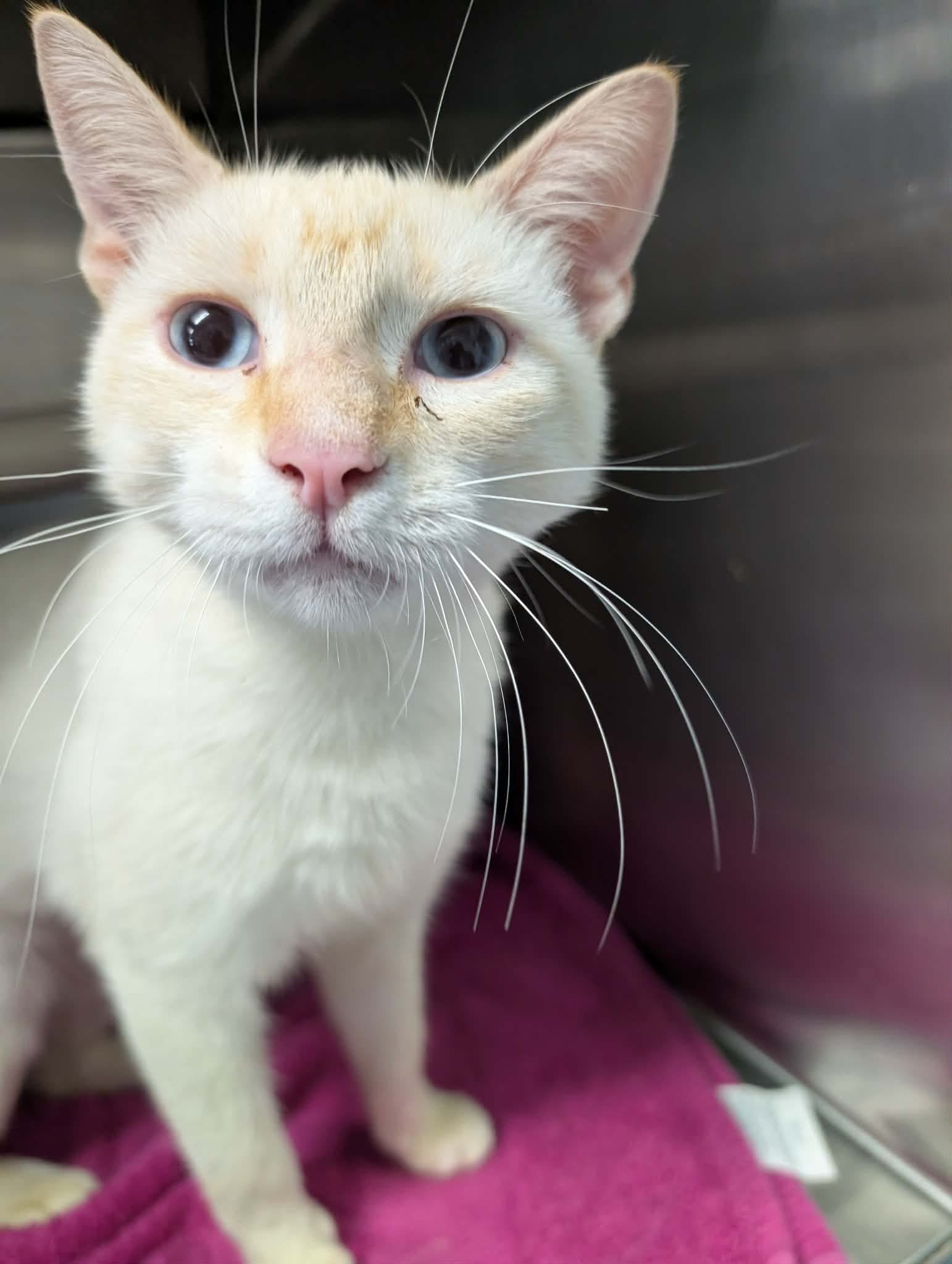 The Colonel - At Shelter - Domestic Short Hair