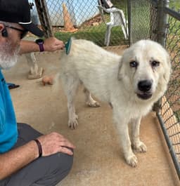 Isabella At The Shelter image 1