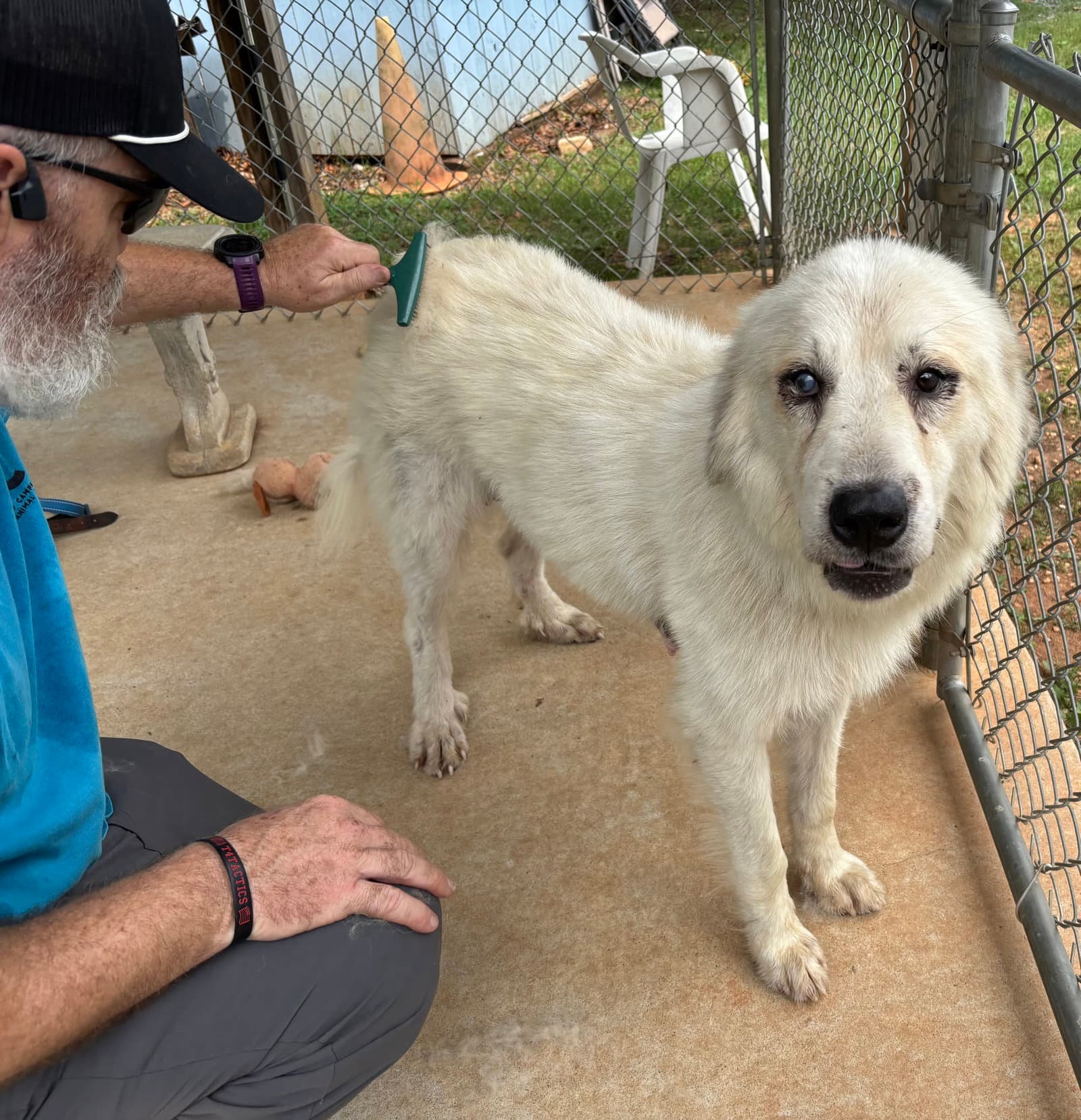 Isabella At The Shelter - Great Pyrenees