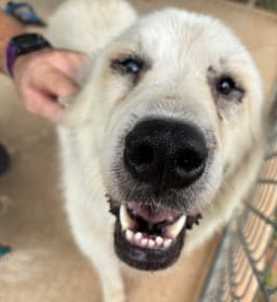 Isabella At The Shelter image 2