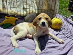 Maria - At Shelter image 1