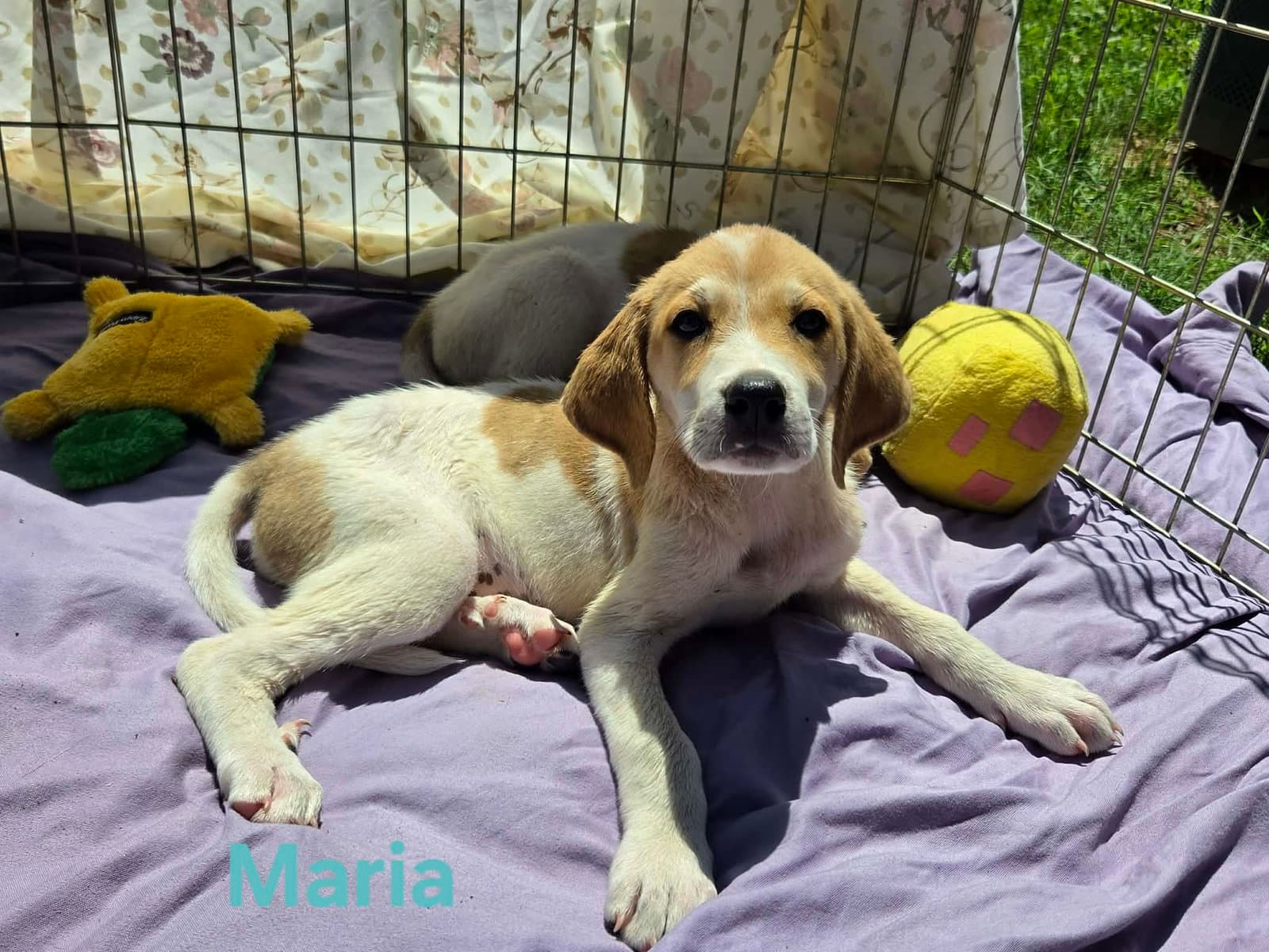 Maria - At Shelter - Great Pyrenees