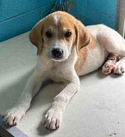 Maria - At Shelter image 2