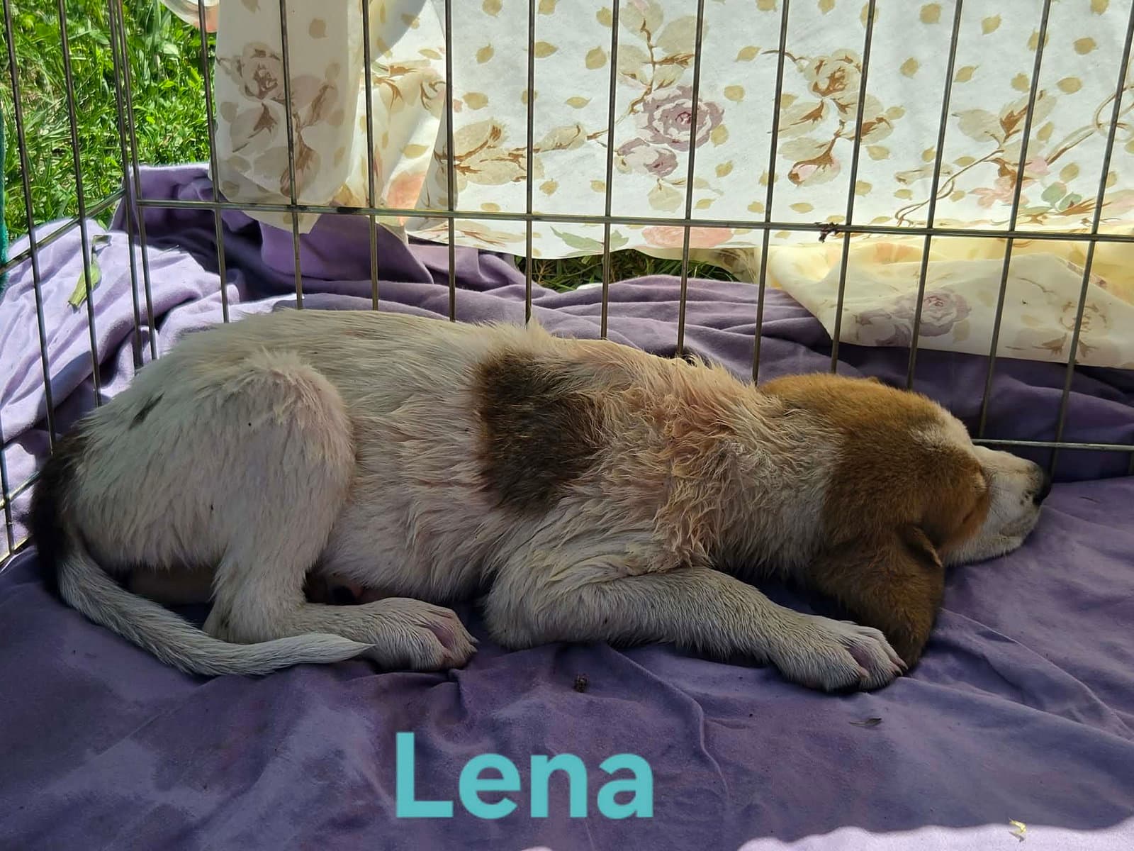 Lena - At Shelter - Great Pyrenees