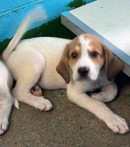 Lena - At Shelter image 2