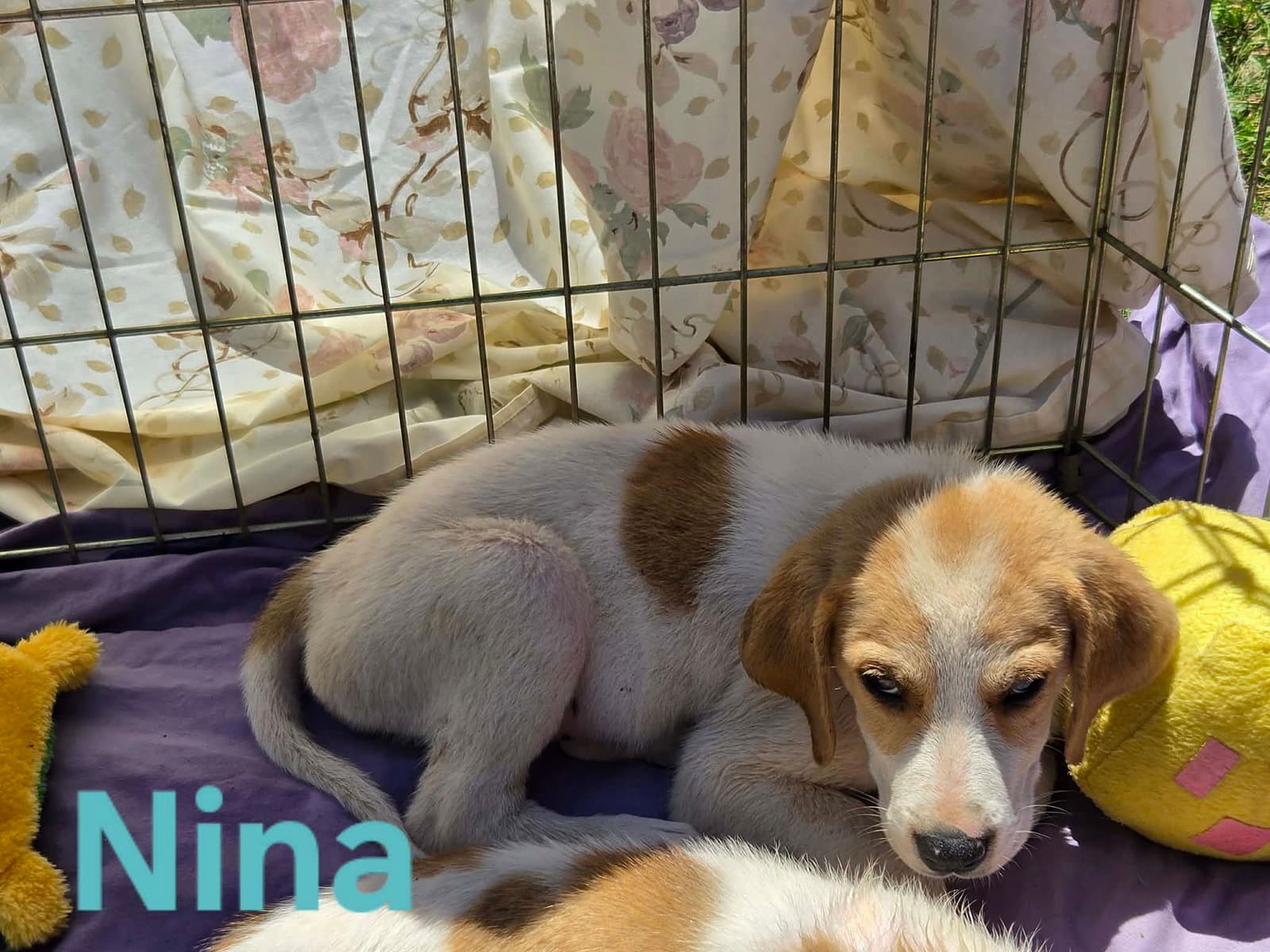 Nina - At Shelter - Great Pyrenees