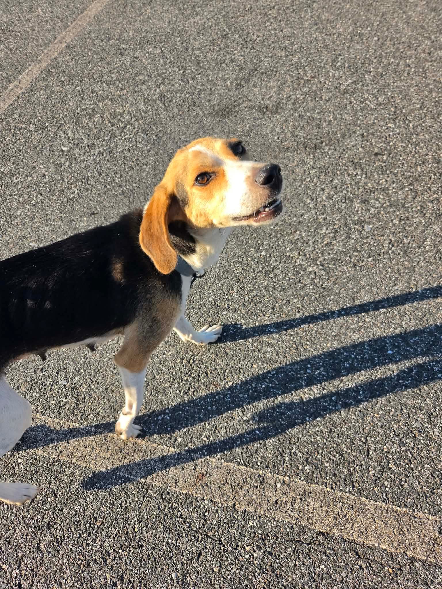 Autumn - At Shelter - American Foxhound