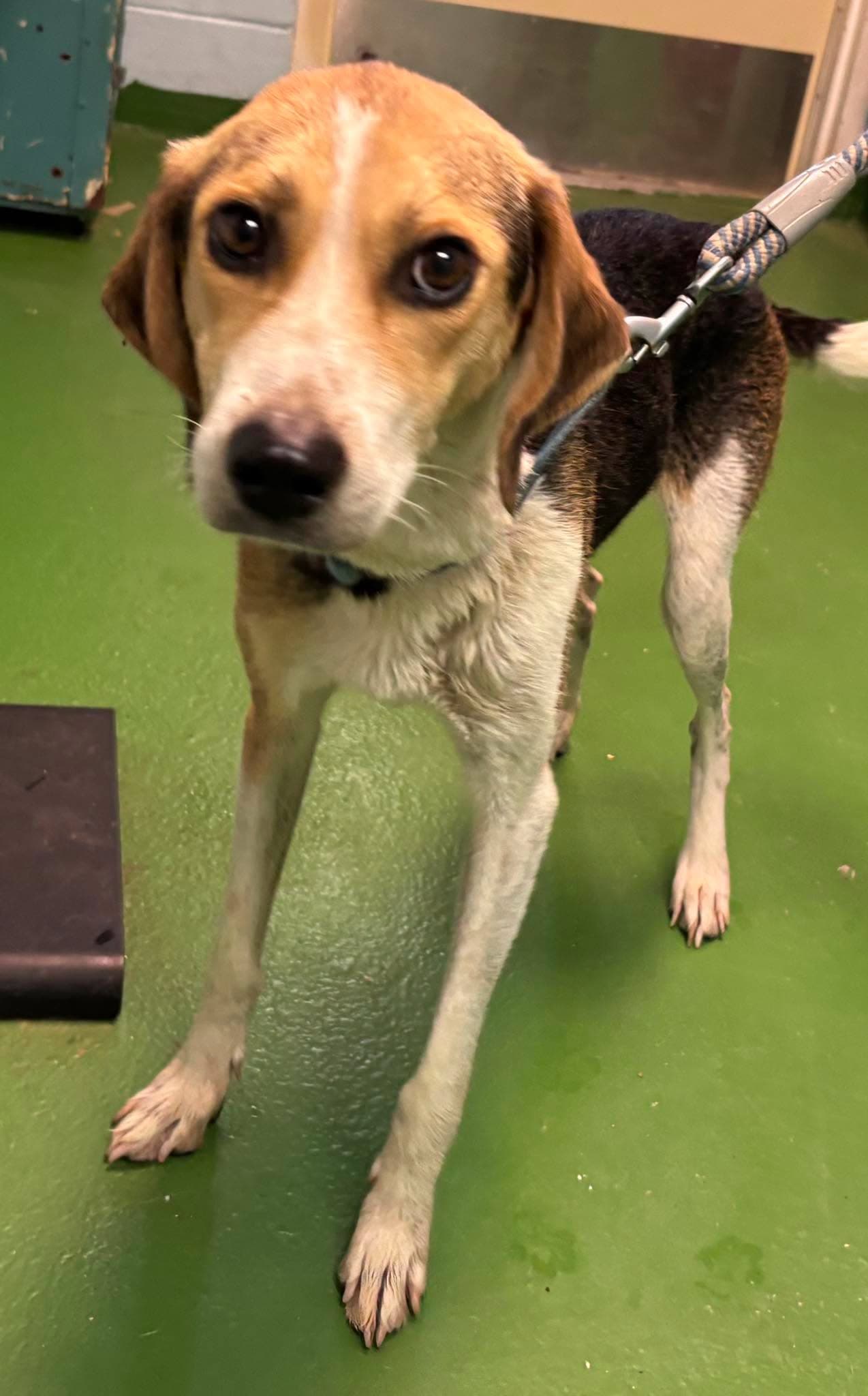 Autumn - At Shelter - American Foxhound