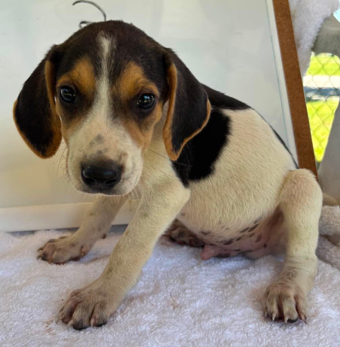 Autumn Macbeth- At Shelter Available - American Foxhound