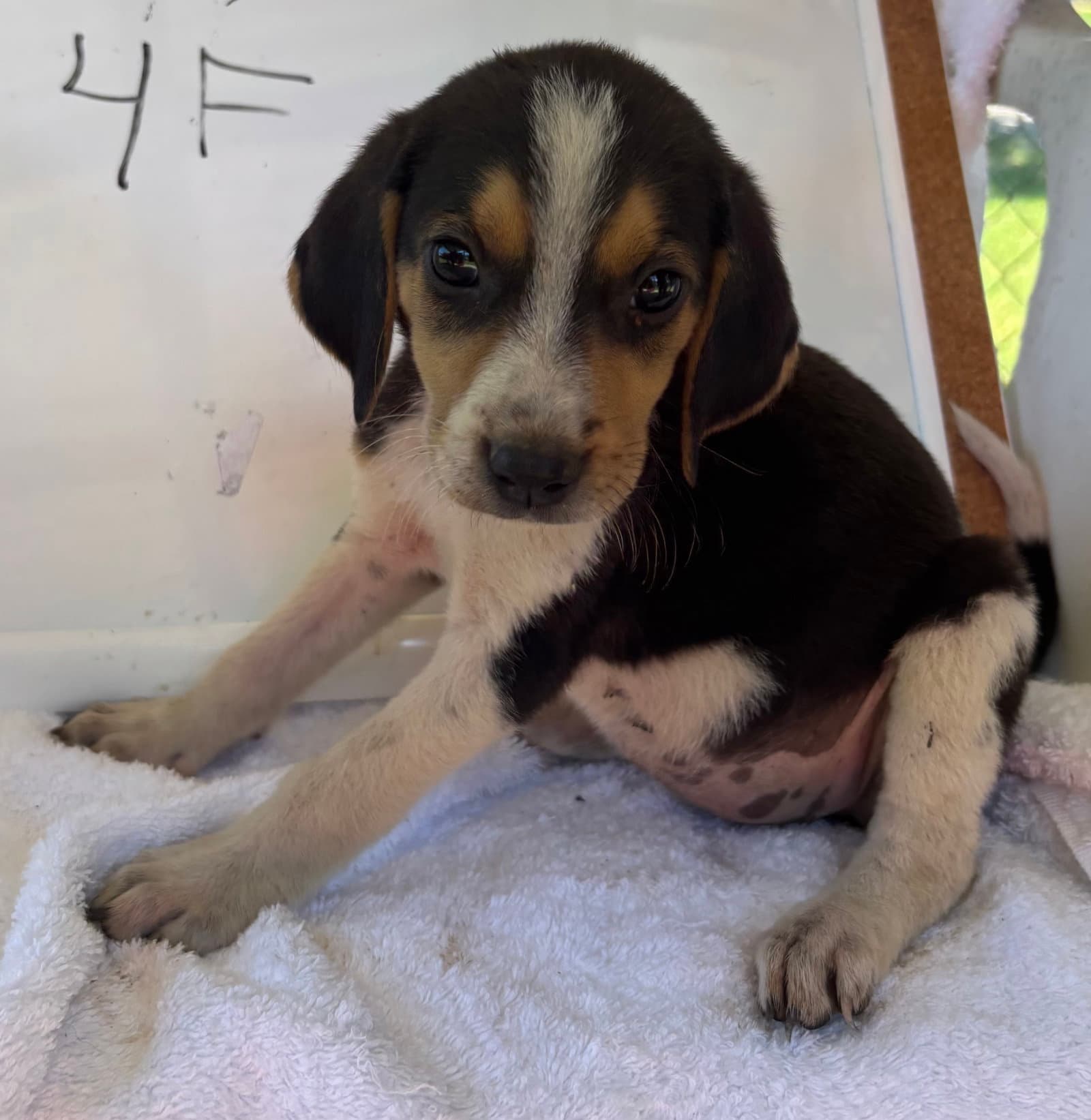 Autumn Juliet At Shelter Av - Foxhound