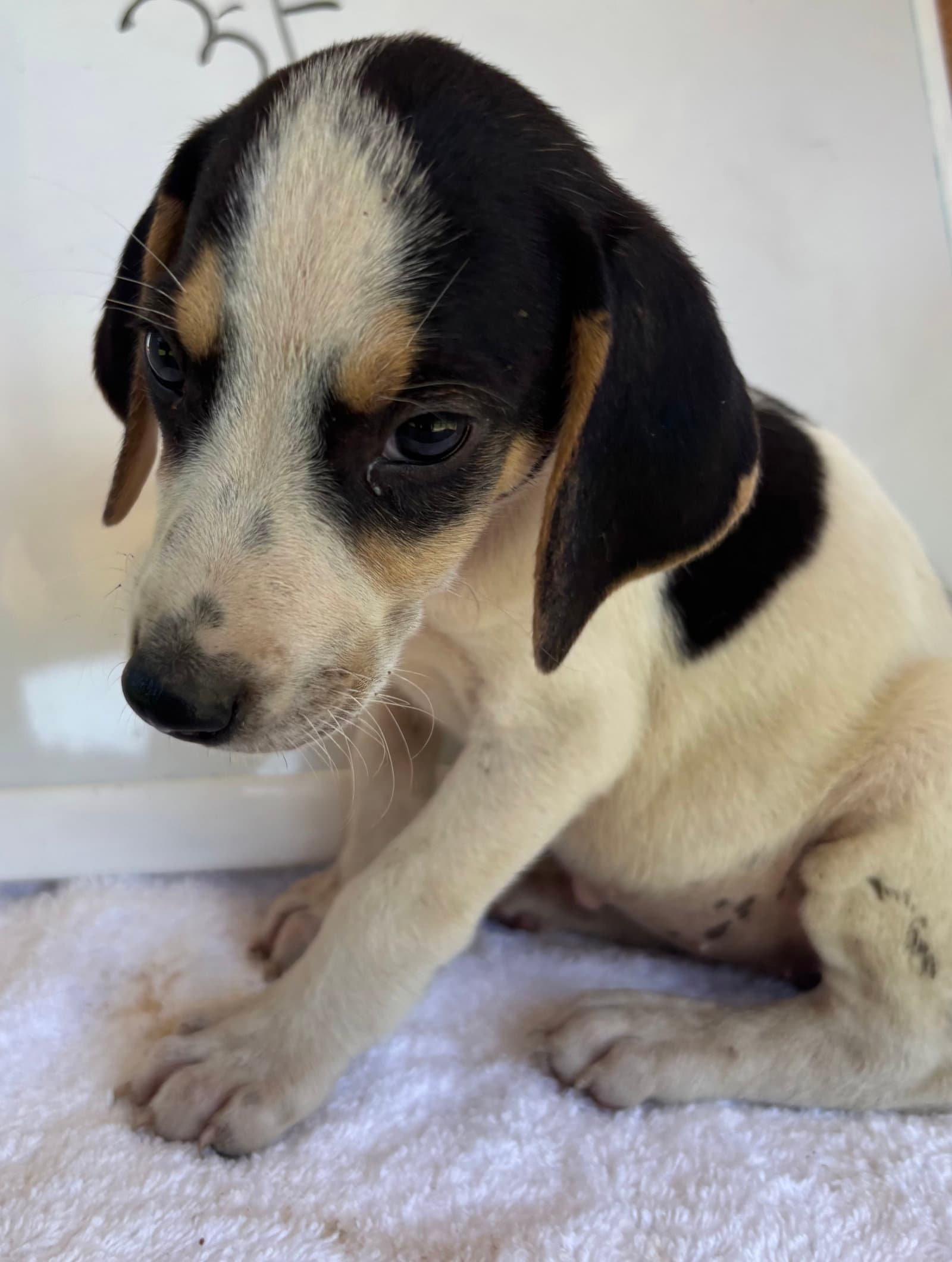Autumn Imogene At Shelter Av - Foxhound