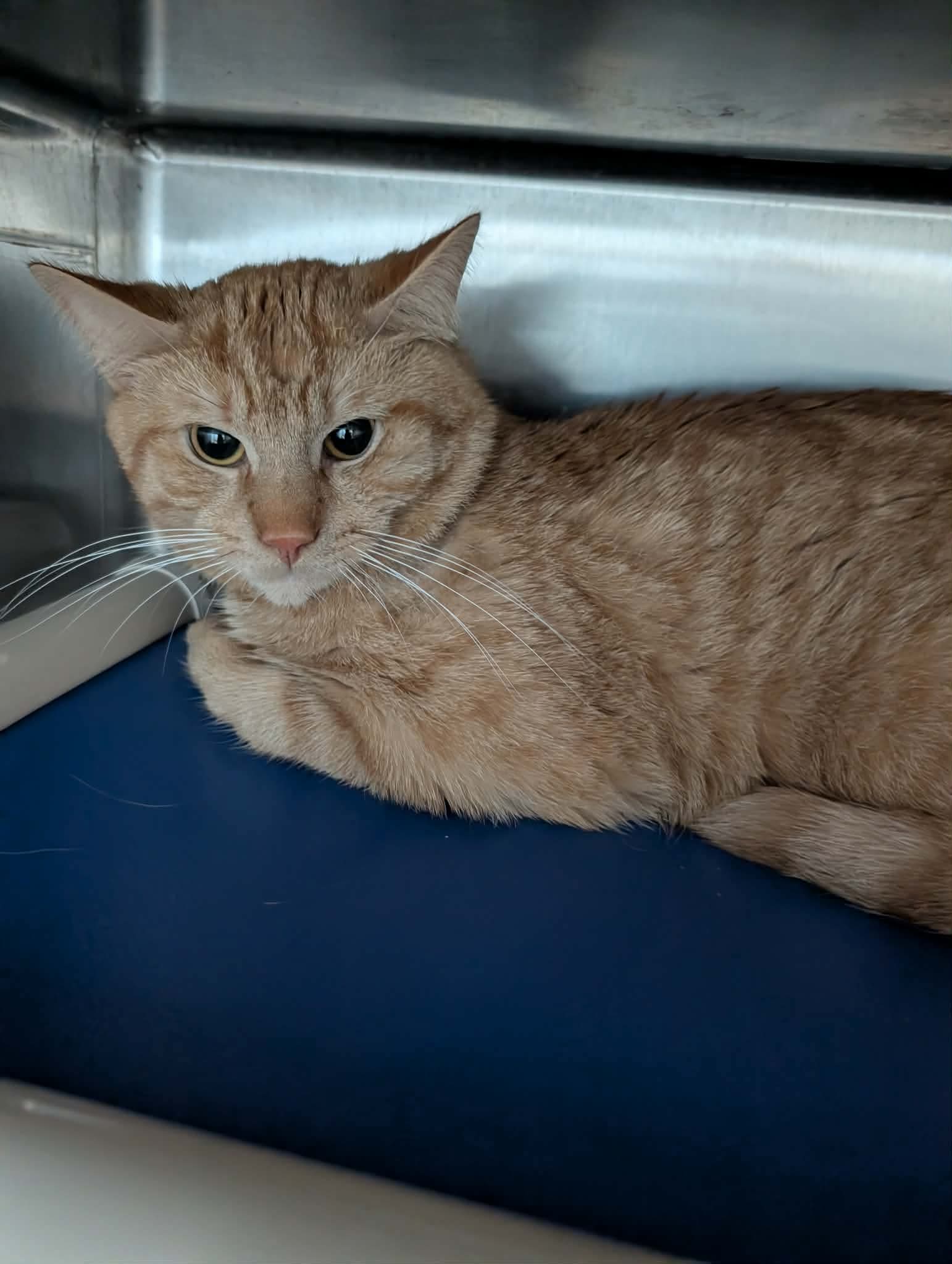 Henry Fonda - At Shelter - Domestic Short Hair
