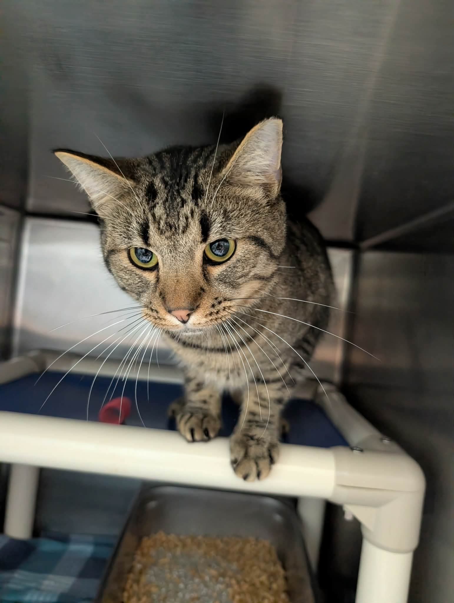 Jimmy Stewart - At Shelter - Domestic Short Hair