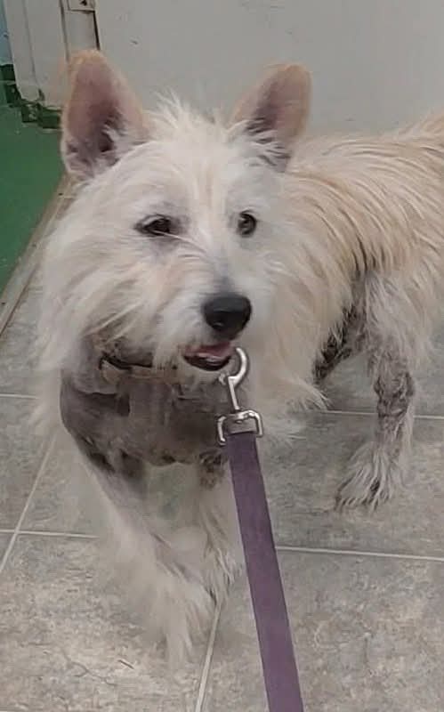 Marilyn - At Shelter - Maltese