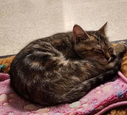 Foxie Marie - Visit At Petsmart Lynchburg image 1