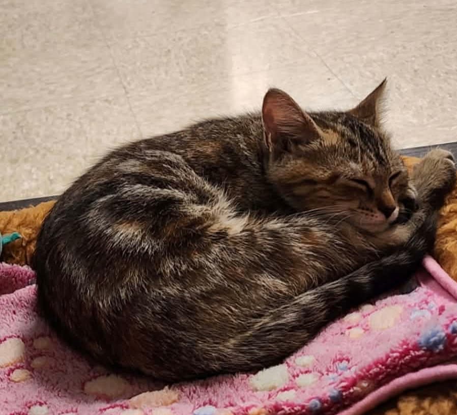 Foxie Marie - Visit At Petsmart Lynchburg