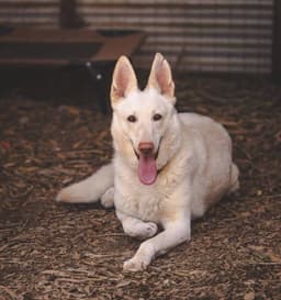 Sugar Not At The Shelter image 1