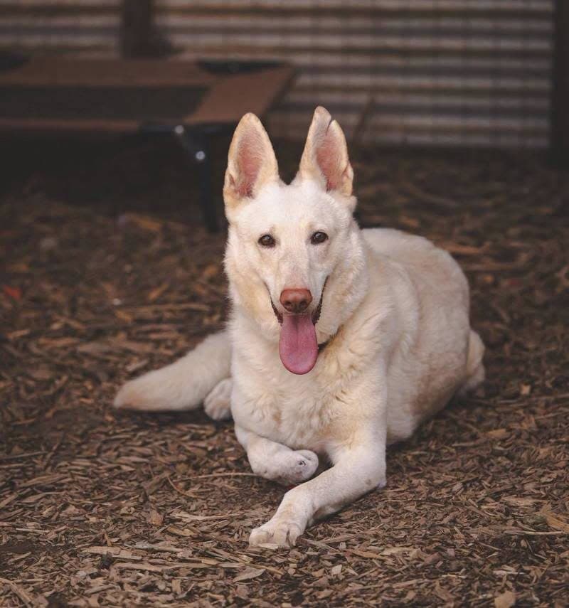Sugar Not At The Shelter - White German Shepherd